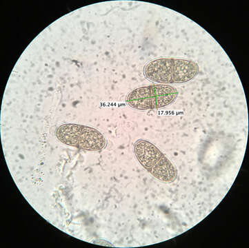 صورة Prosthecium appendiculatum (G. H. Otth) M. E. Barr 1978