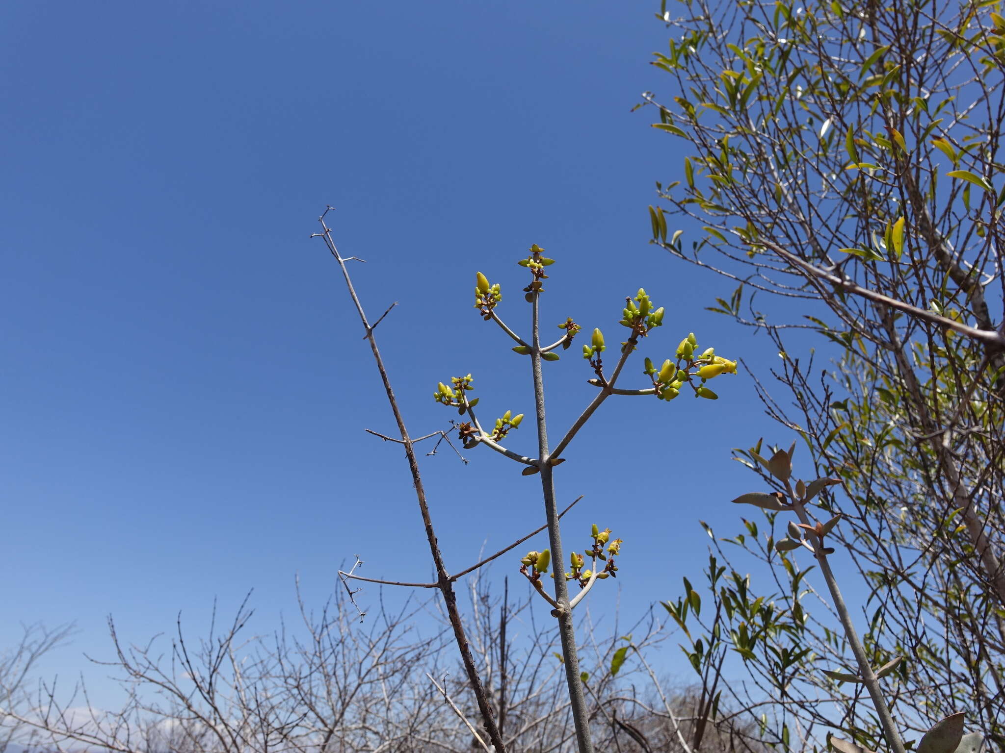 Image of Kalanchoe orgyalis Baker