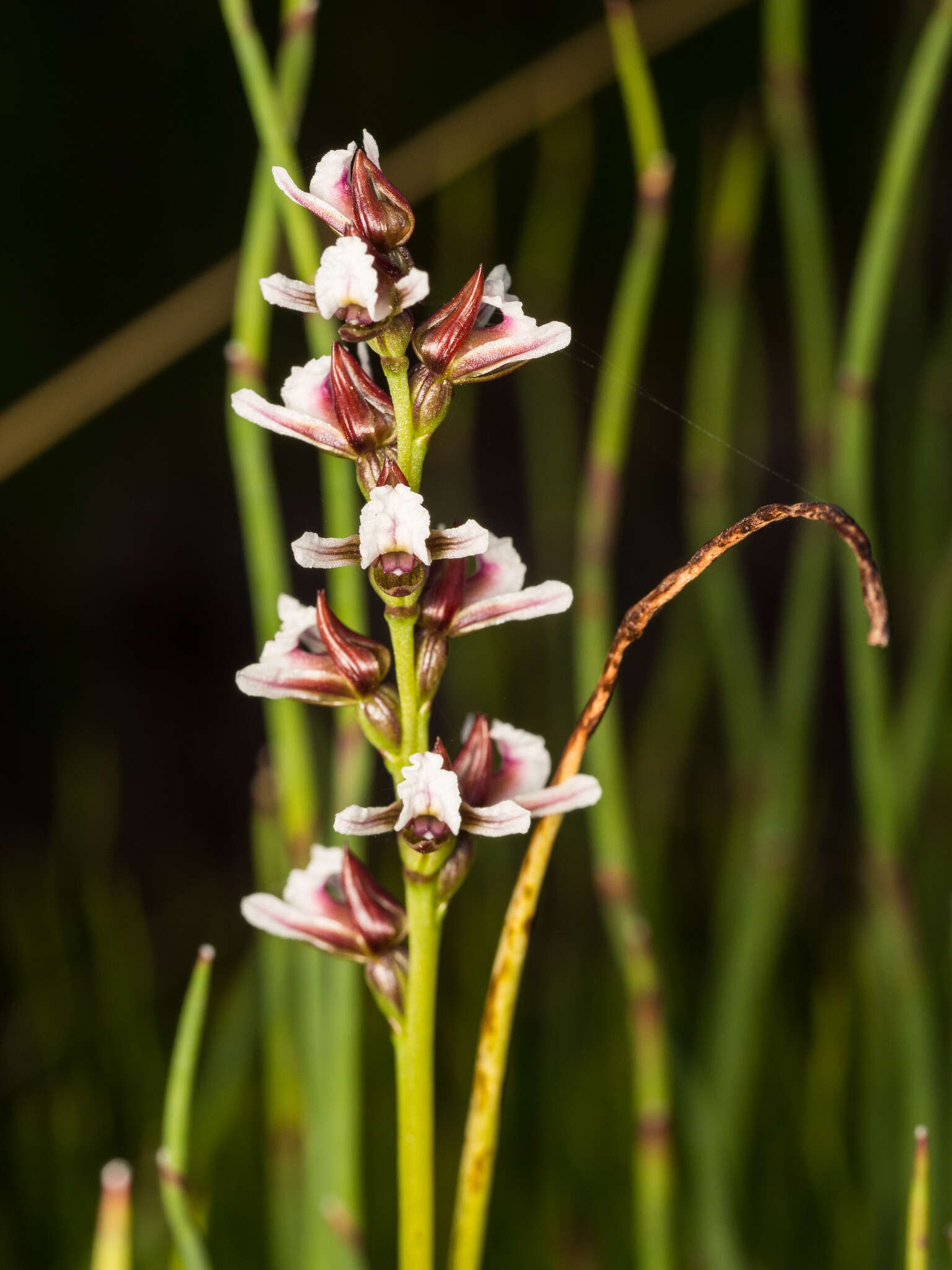 Image of Prasophyllum helophilum D. L. Jones & D. T. Rouse