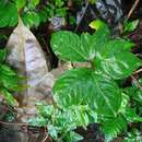 Image of Amorphophallus muelleri Blume