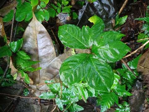 Image of Amorphophallus muelleri Blume