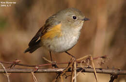 Image of Orange-flanked Bush-Robin