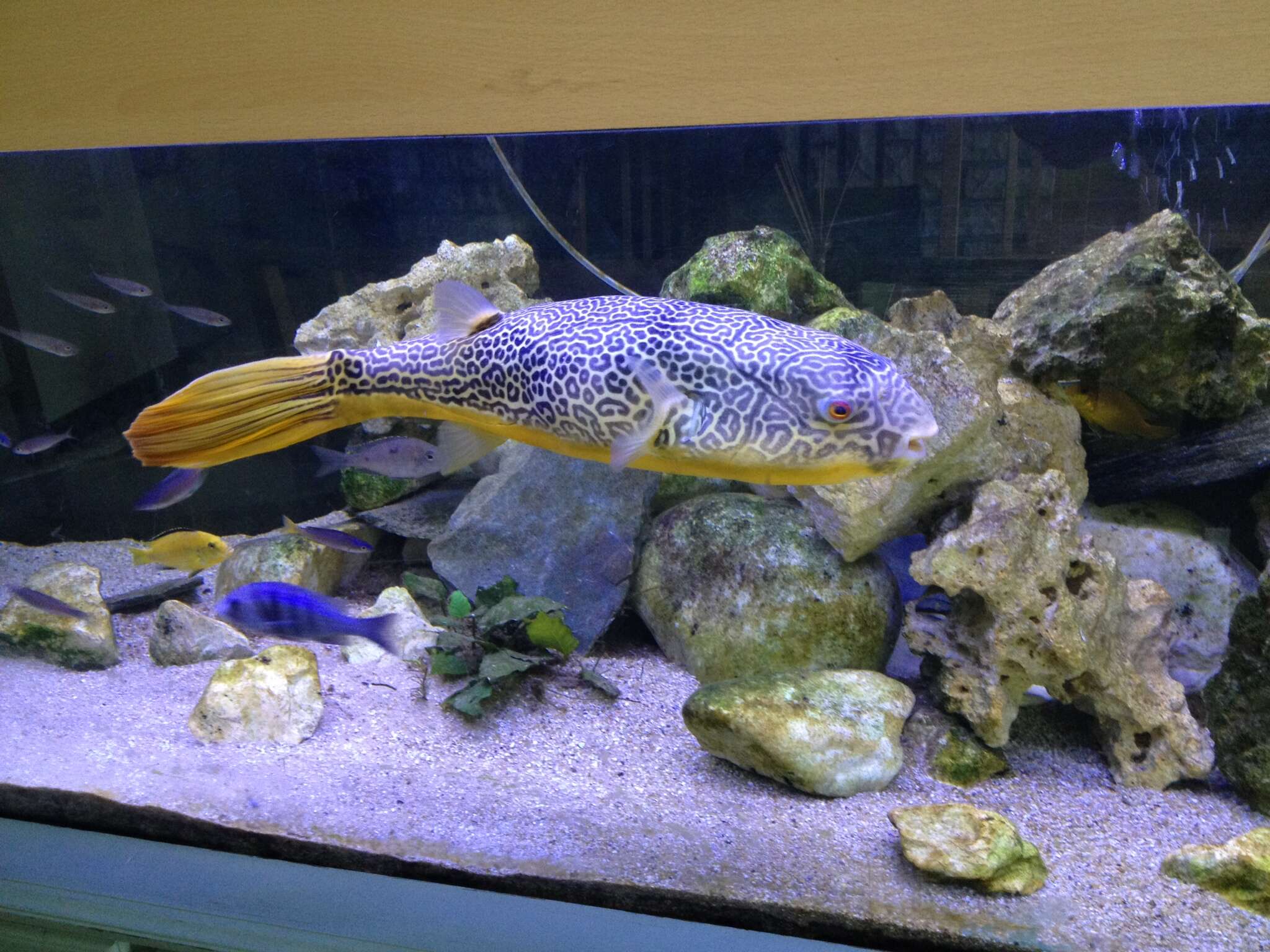 Image of Fresh Water Puffer Fish