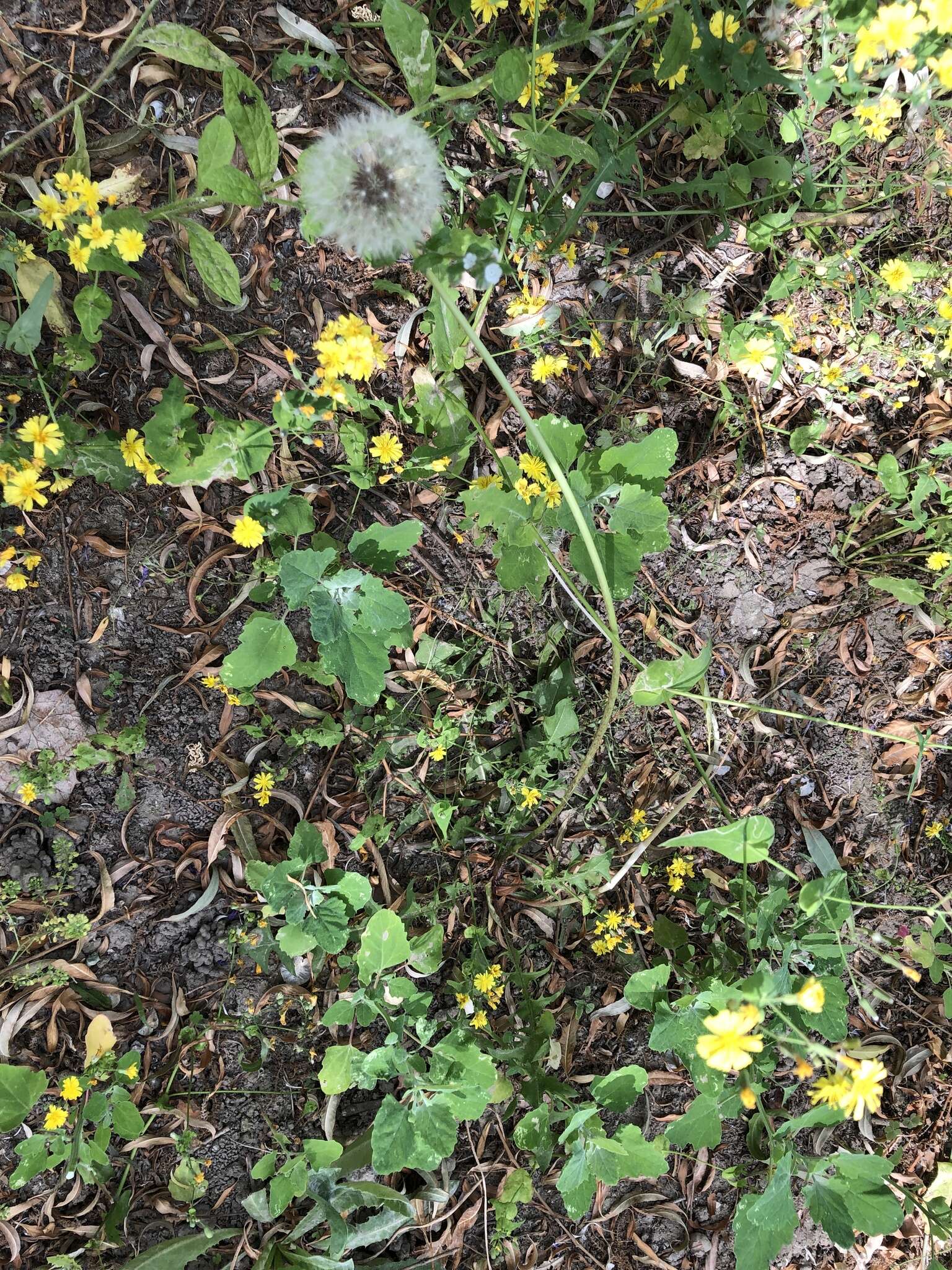 Image of Taraxacum mongolicum Hand.-Mazz.