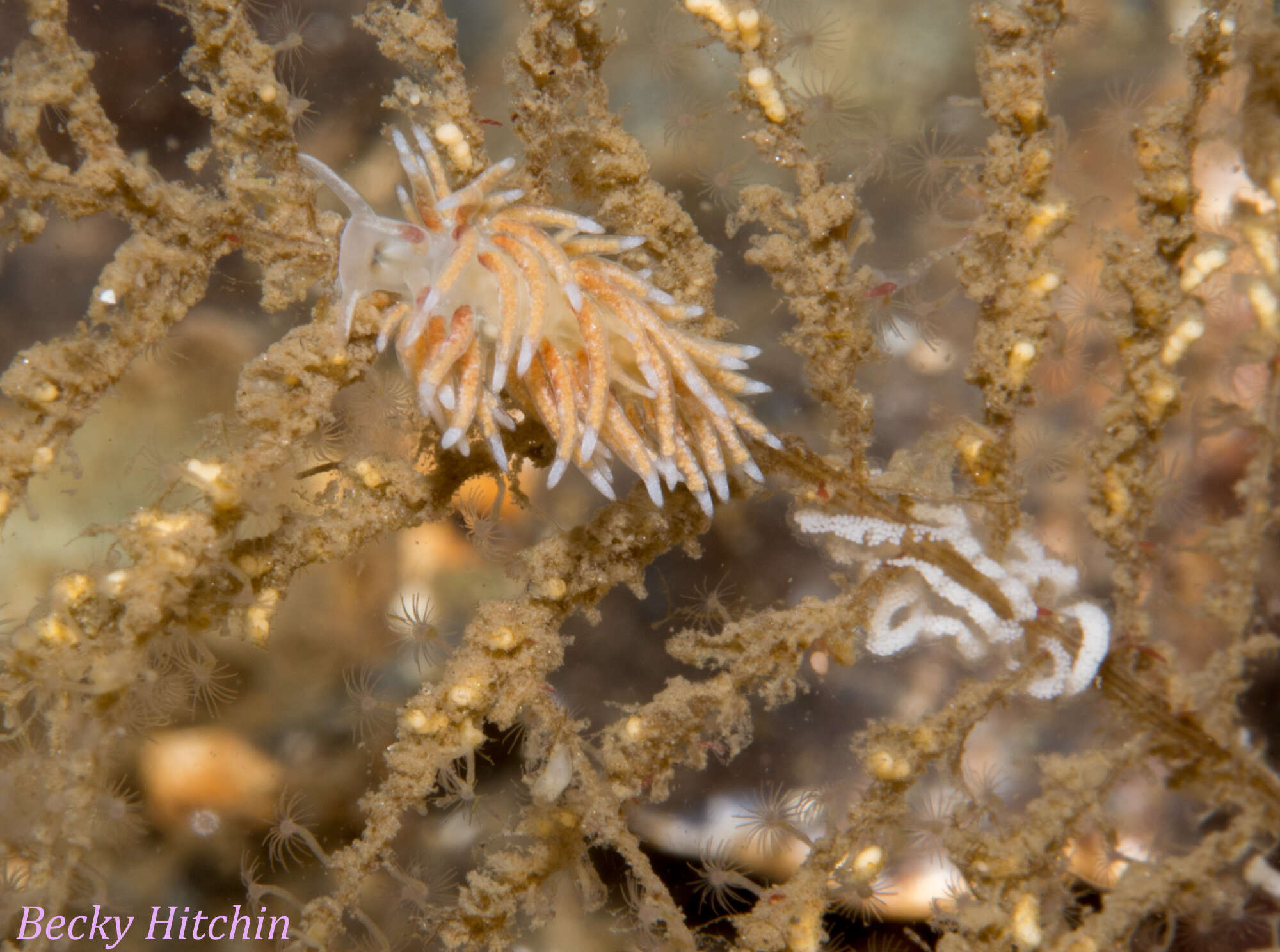 Image of Rubramoena rubescens (Picton & G. H. Brown 1978)