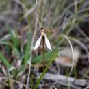 Image of Swamp bunny orchid