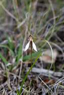 Image of Swamp bunny orchid