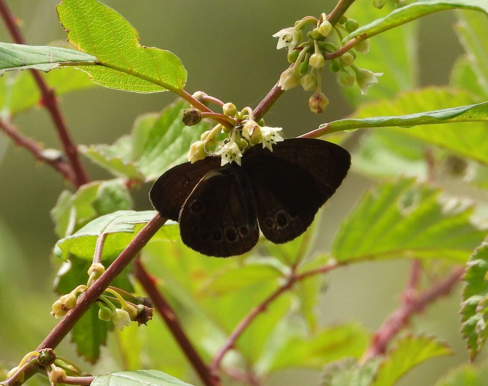 Image of False Ringlet