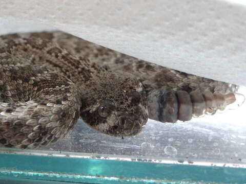 Image of Western Diamond-backed Rattlesnake