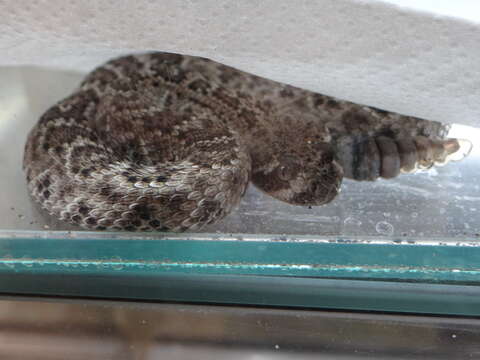 Image of Western Diamond-backed Rattlesnake