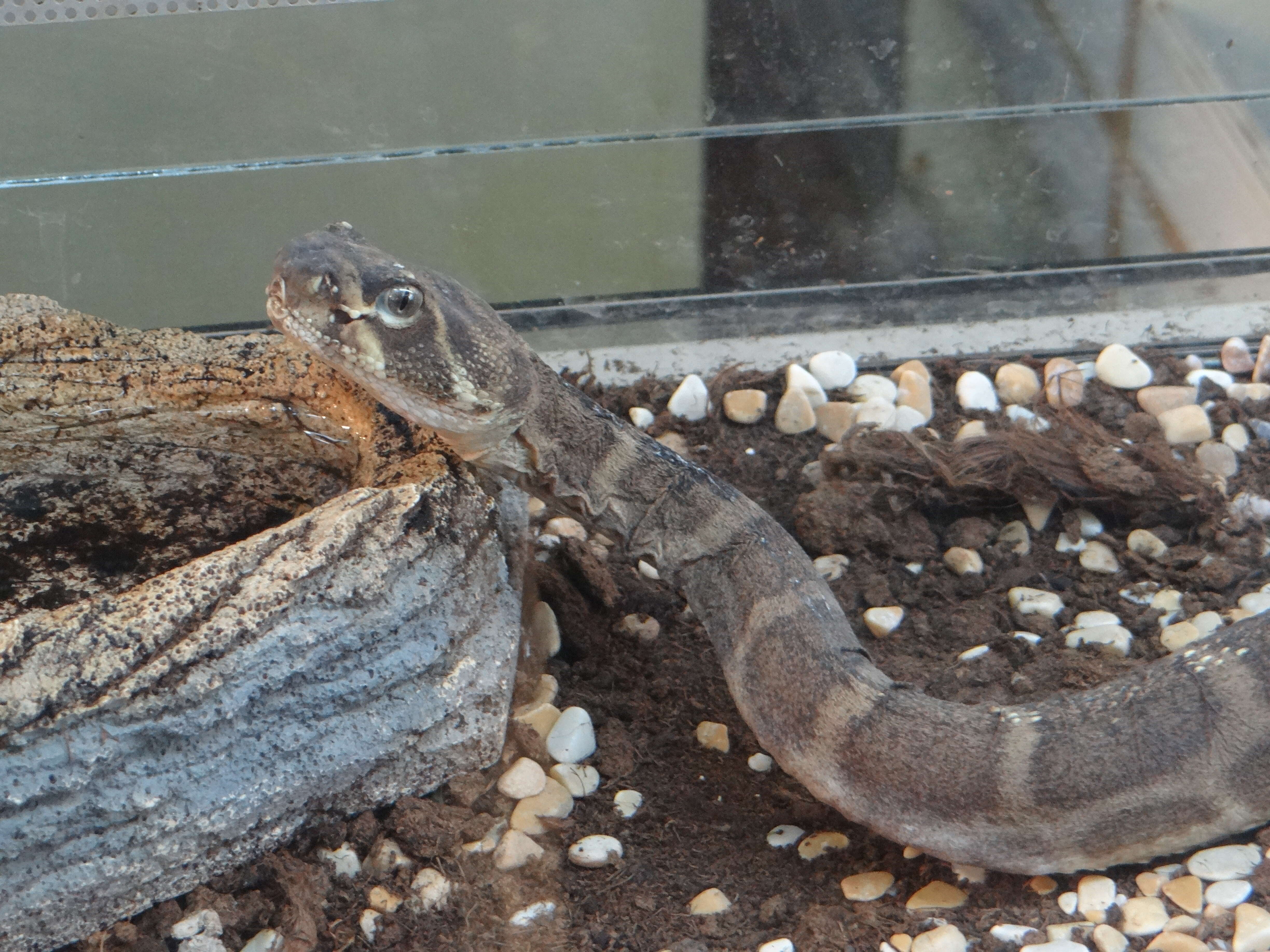 Image of Western Diamond-backed Rattlesnake