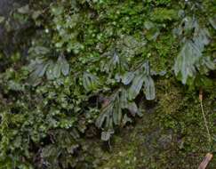 Image of Wright's Filmy Fern