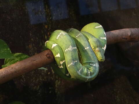 Image of Emerald Tree Boa