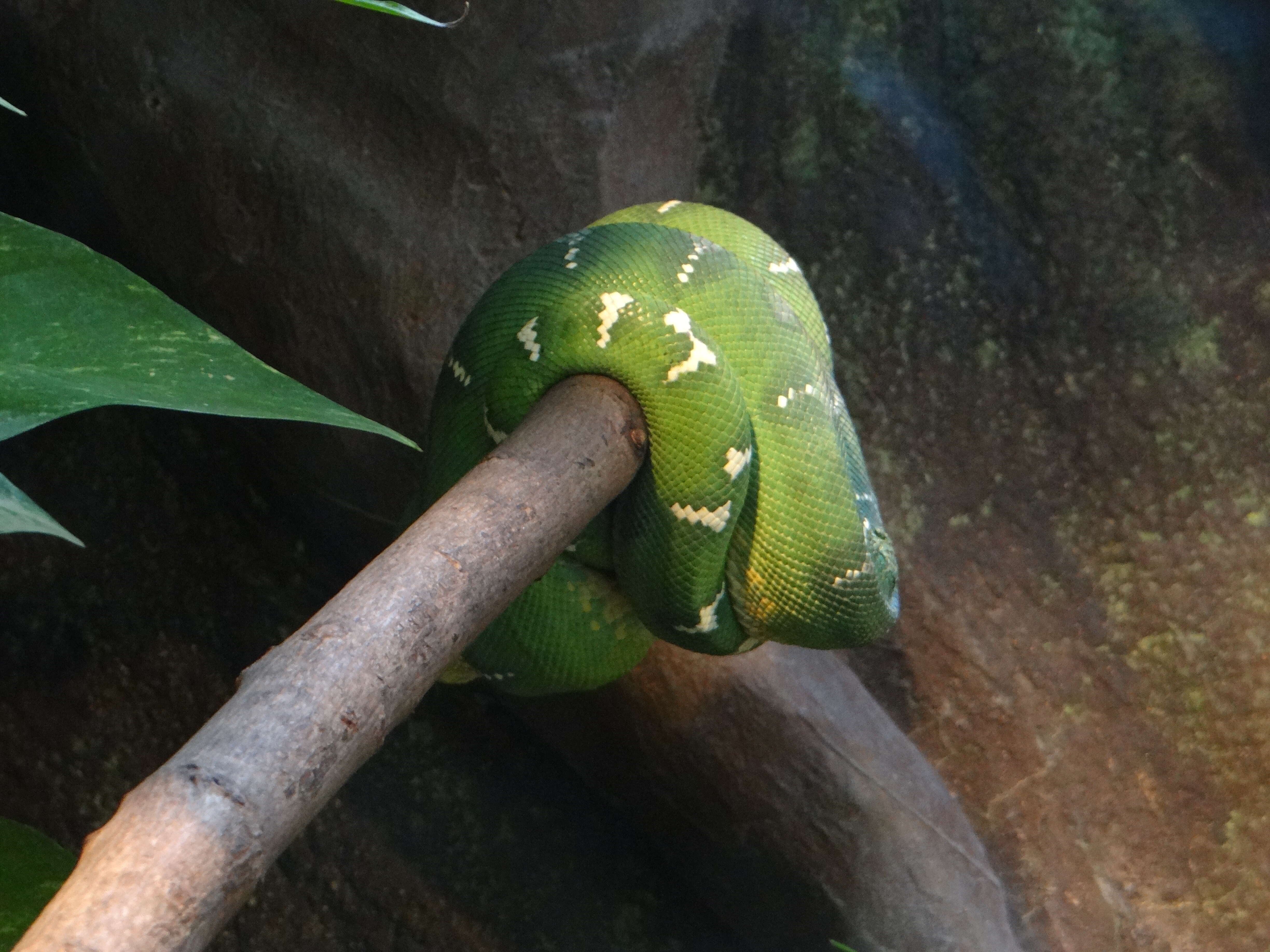 Image of Emerald Tree Boa