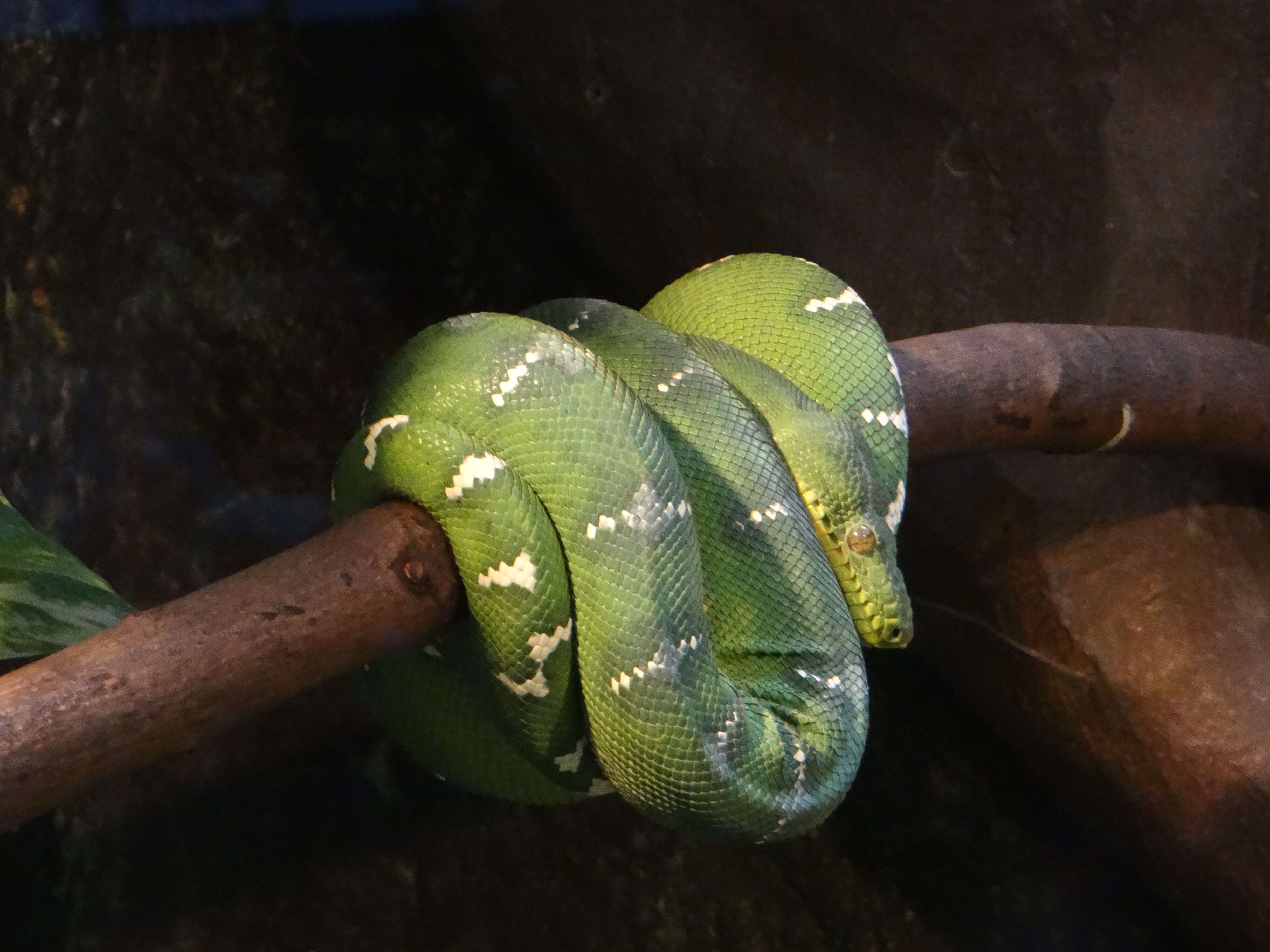 Image of Emerald Tree Boa