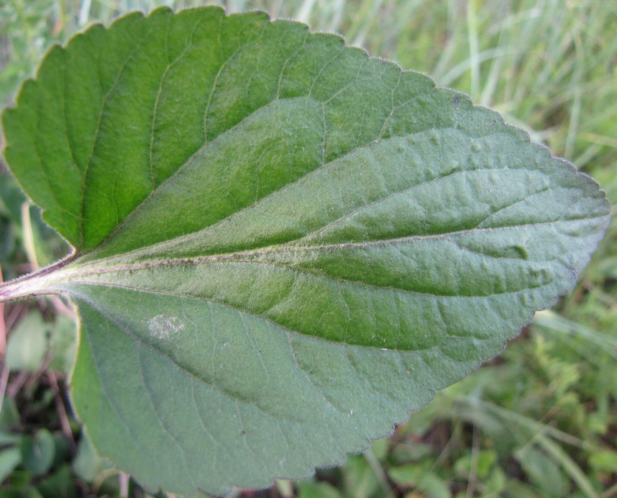 Image of Viola ambigua Waldst. & Kit.