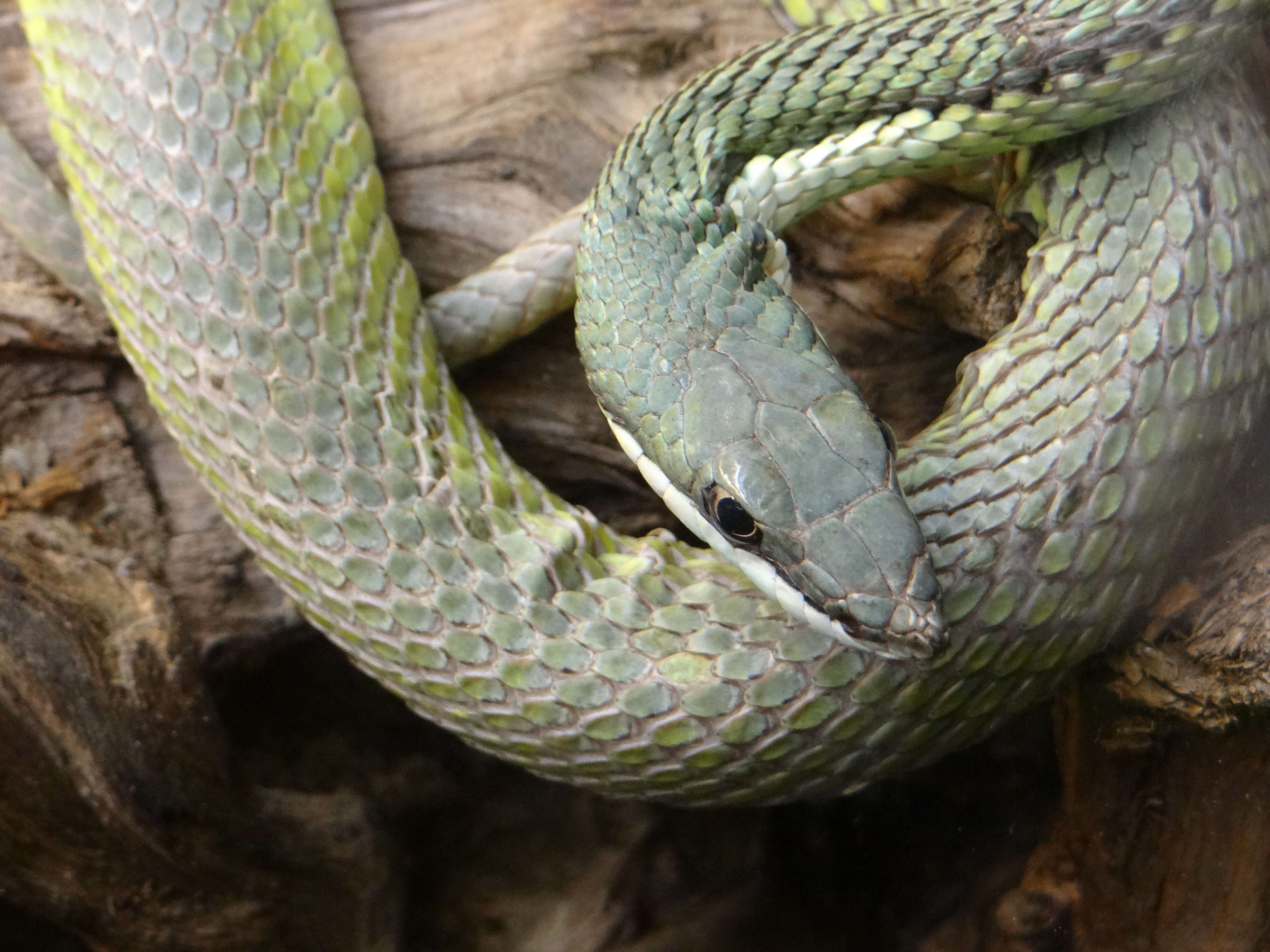 Image of Baron's Green Racer