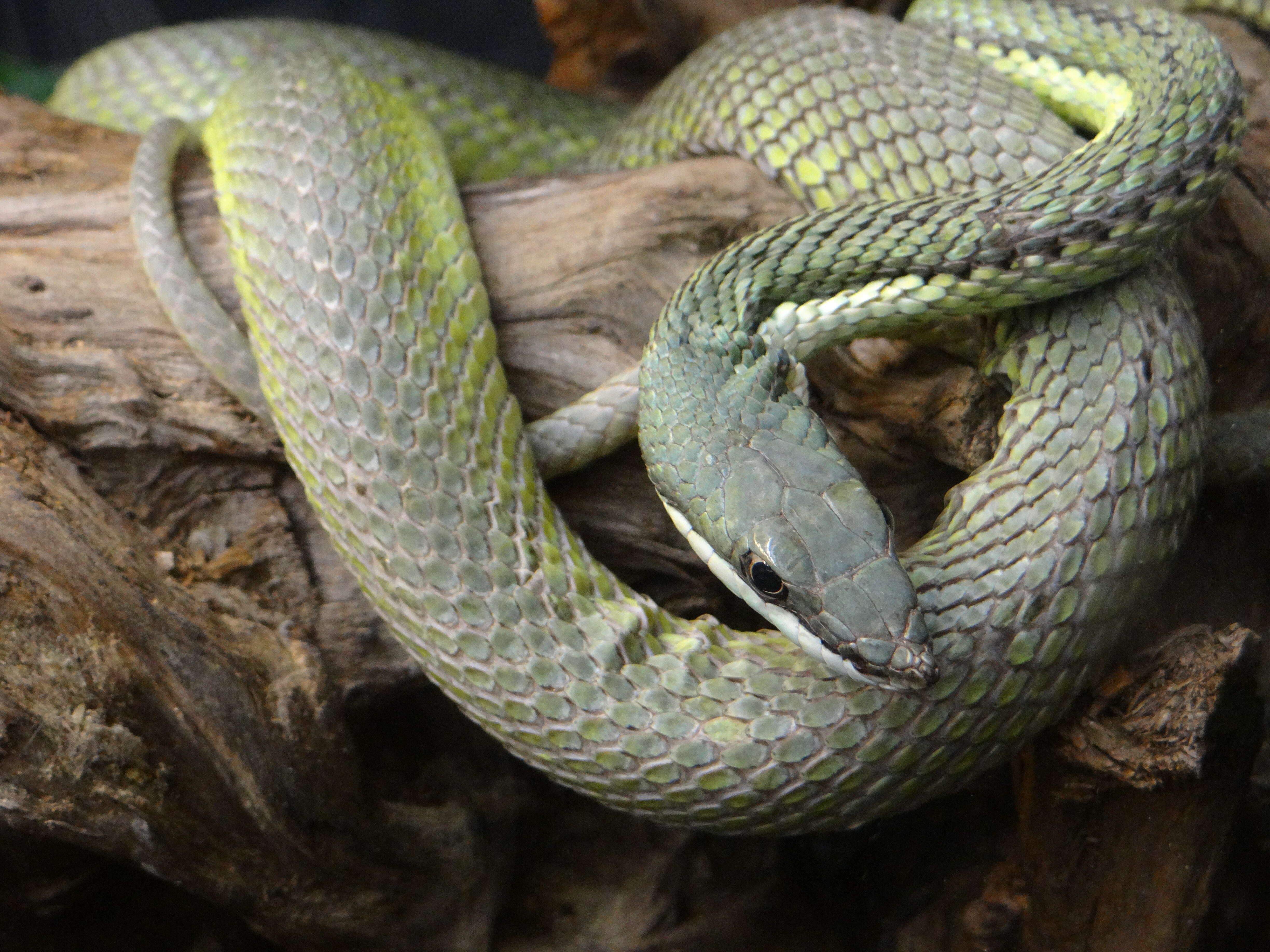 Image of Baron's Green Racer