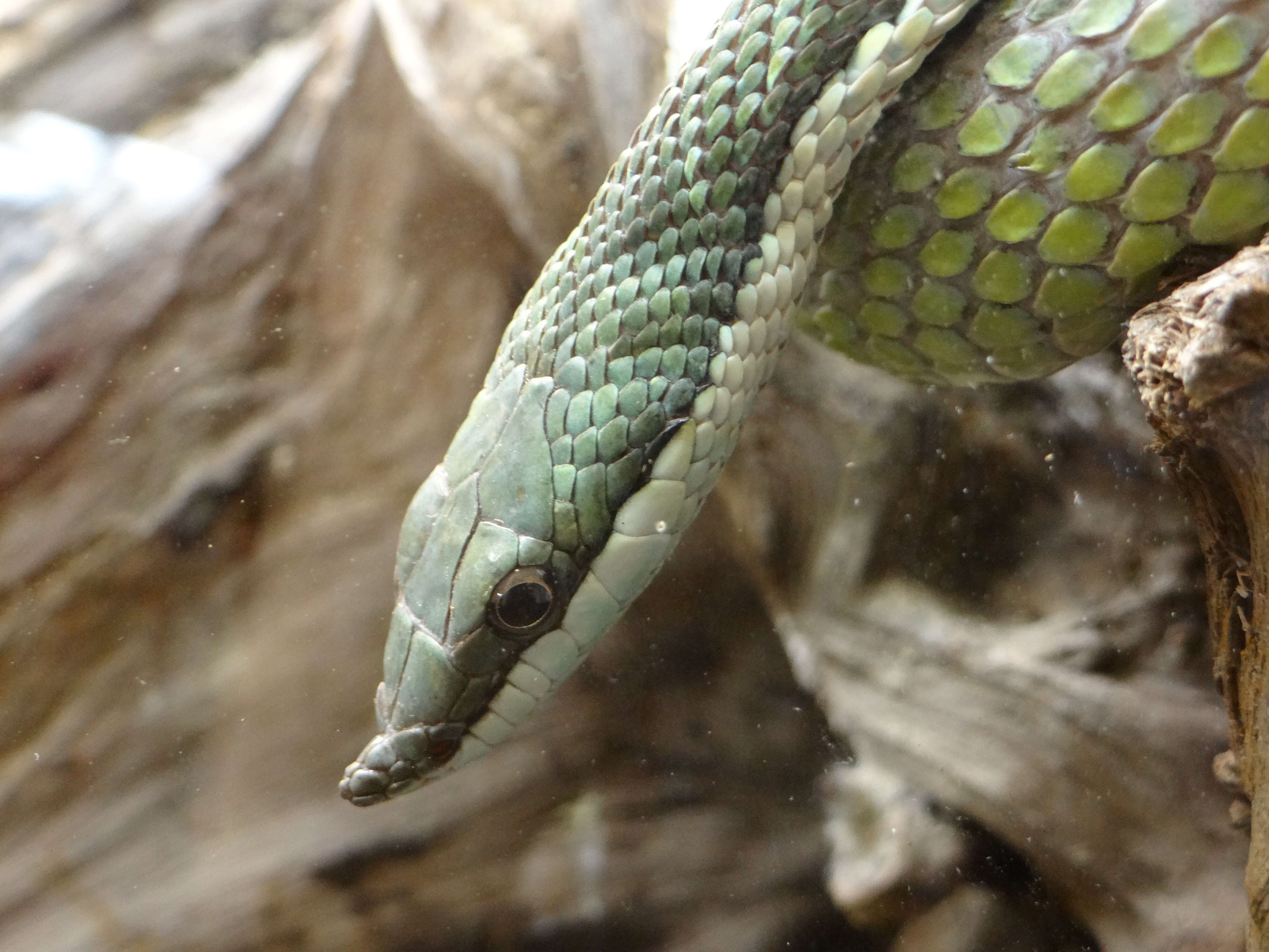 Image of Baron's Green Racer