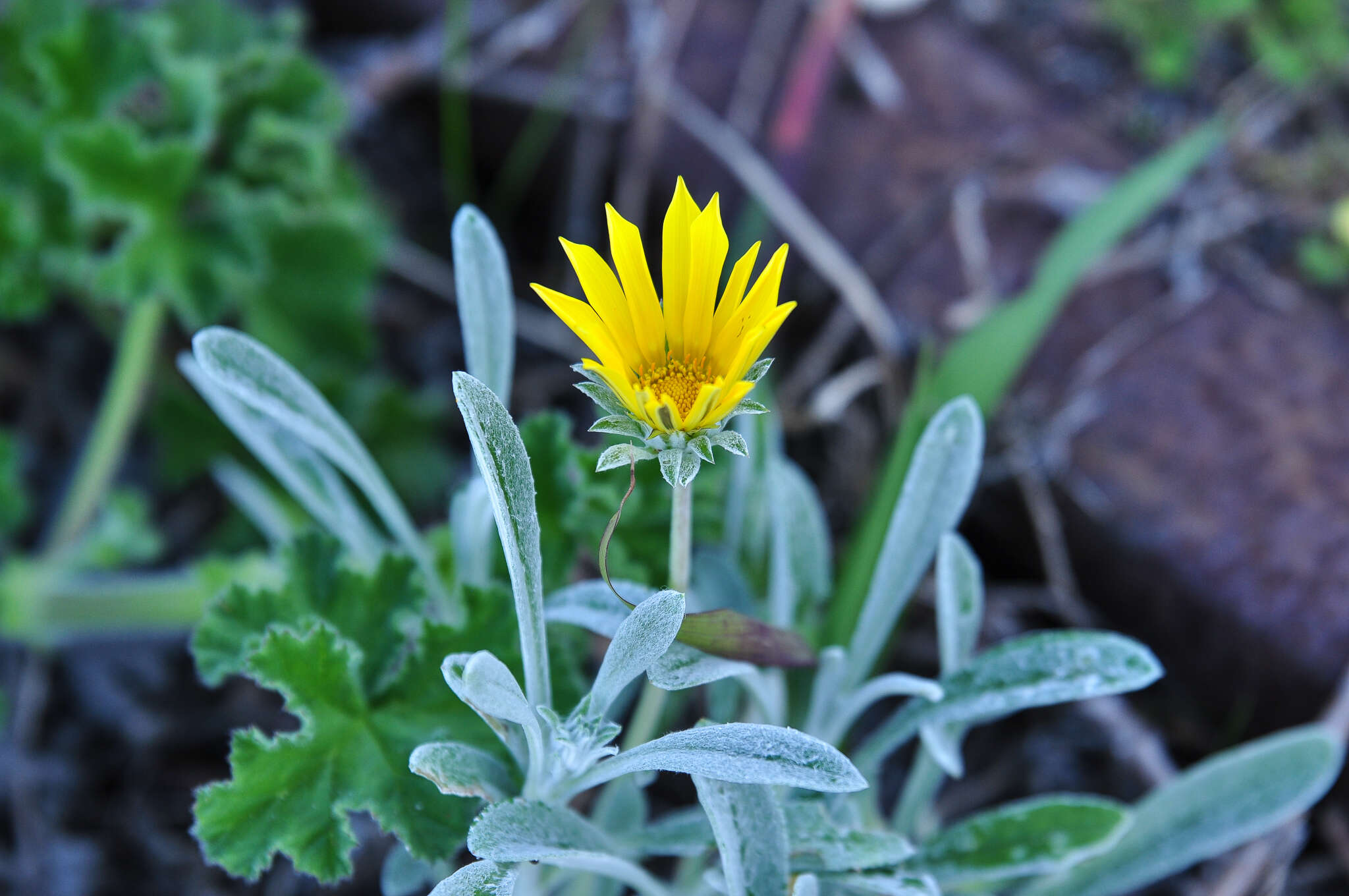 Image of Gazania rigens var. leucolaena (DC.) Rössl.