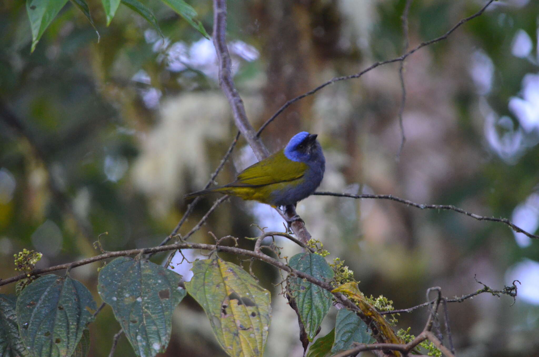 Image of Blue-capped Tanager