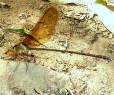 Image of Glistening Demoiselle