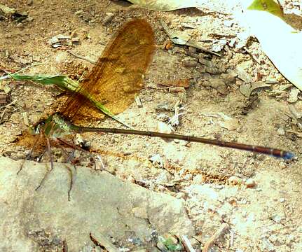 Image of Glistening Demoiselle