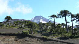 Image of Monkey Puzzle