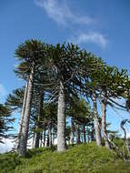 Plancia ëd Araucaria araucana (Molina) K. Koch