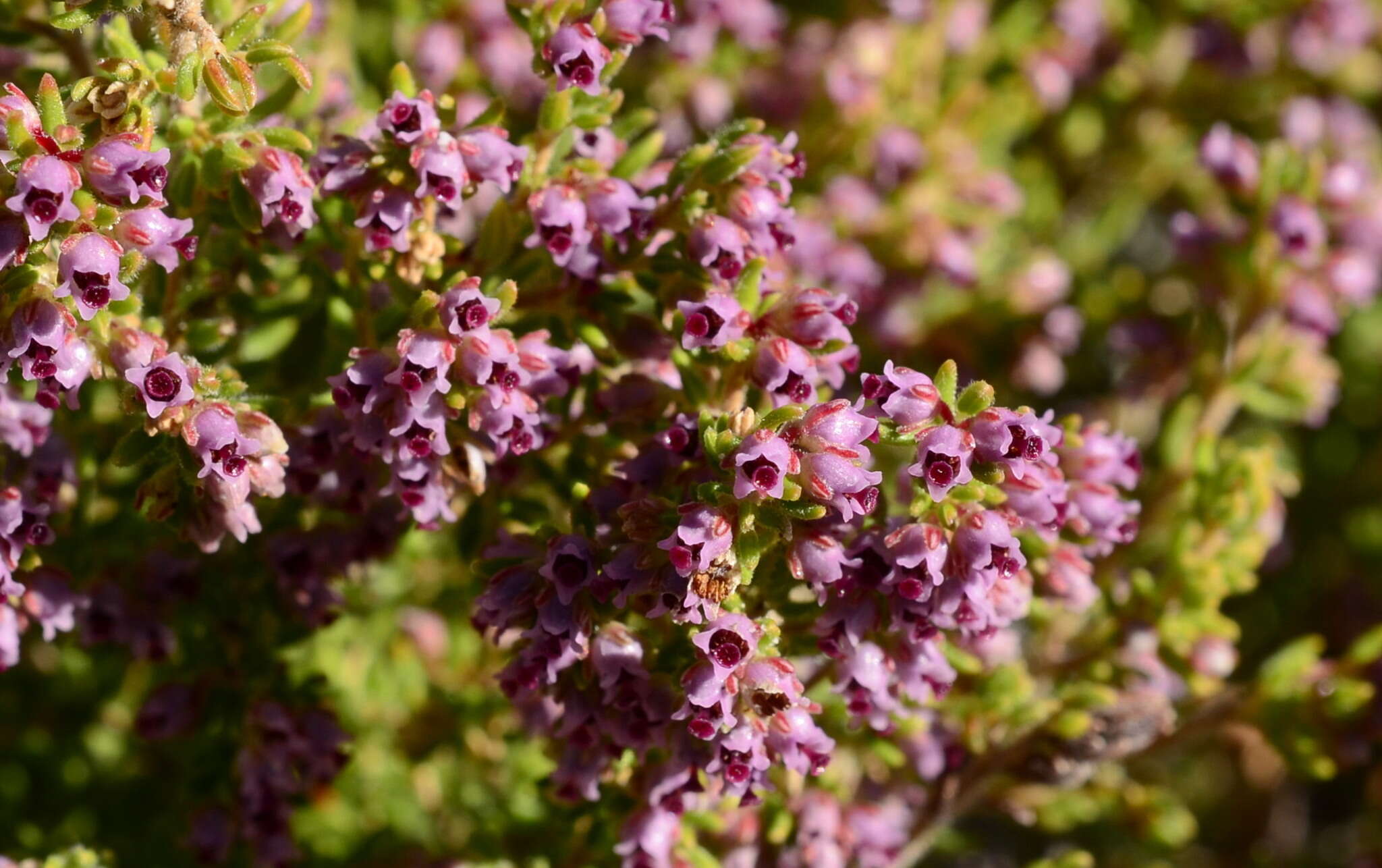 Imagem de Erica hispidula var. hispidula