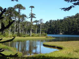 Image of Monkey Puzzle