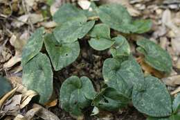 Image of <i>Asarum <i>nipponicum</i></i> var. nipponicum