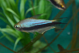 Image of emperor tetra