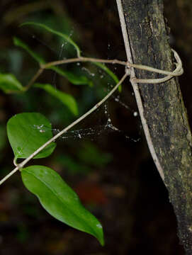 Image de Loeseneriella barbata (F. Müll.) C. T. White