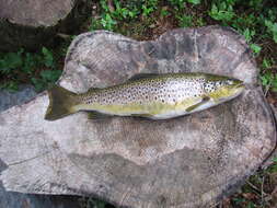 Image of Rainbow Trout