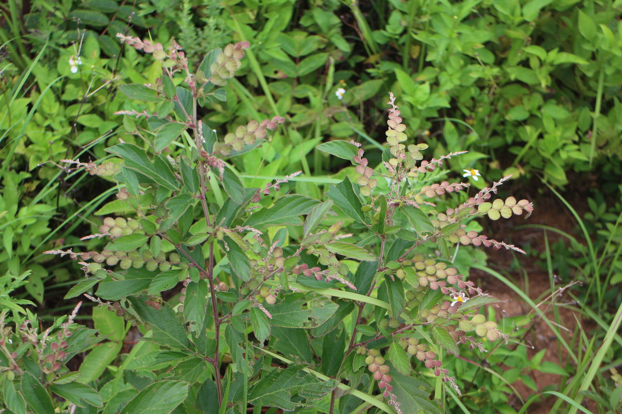 Image de Phyllodium pulchellum (L.) Desv.