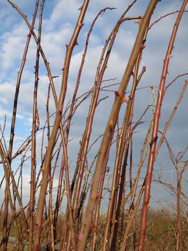 Image of dog rose