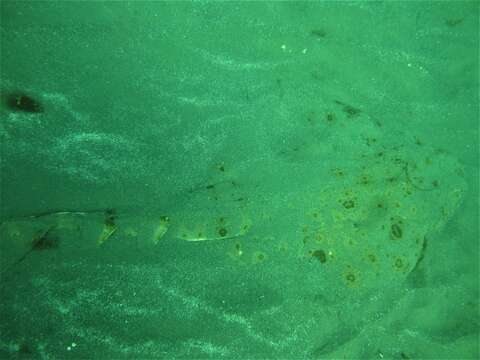 Image of Pacific Angel Shark