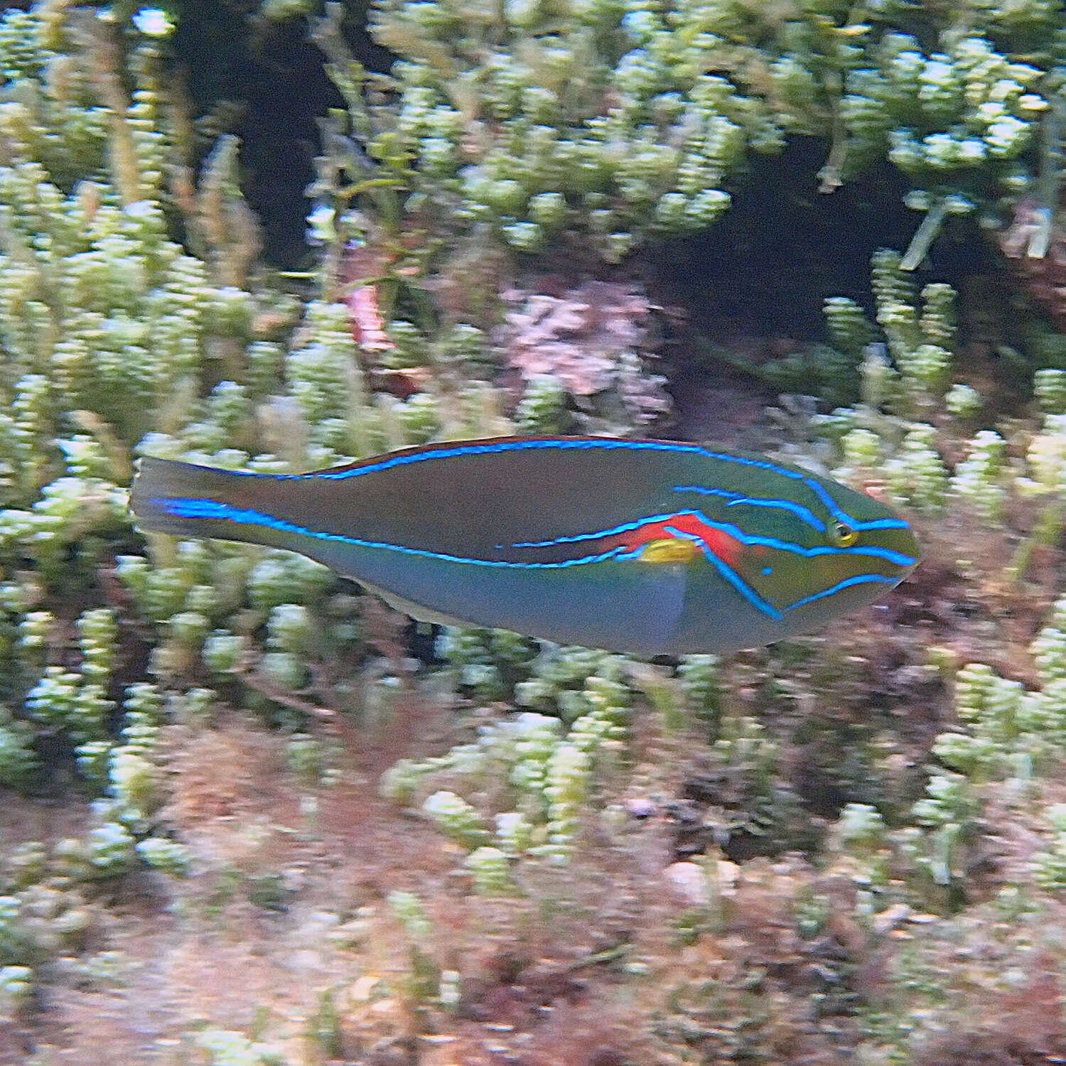 Image of Red-shoulder wrasse