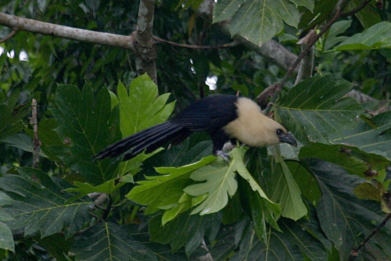 Image of Buff-headed Coucal