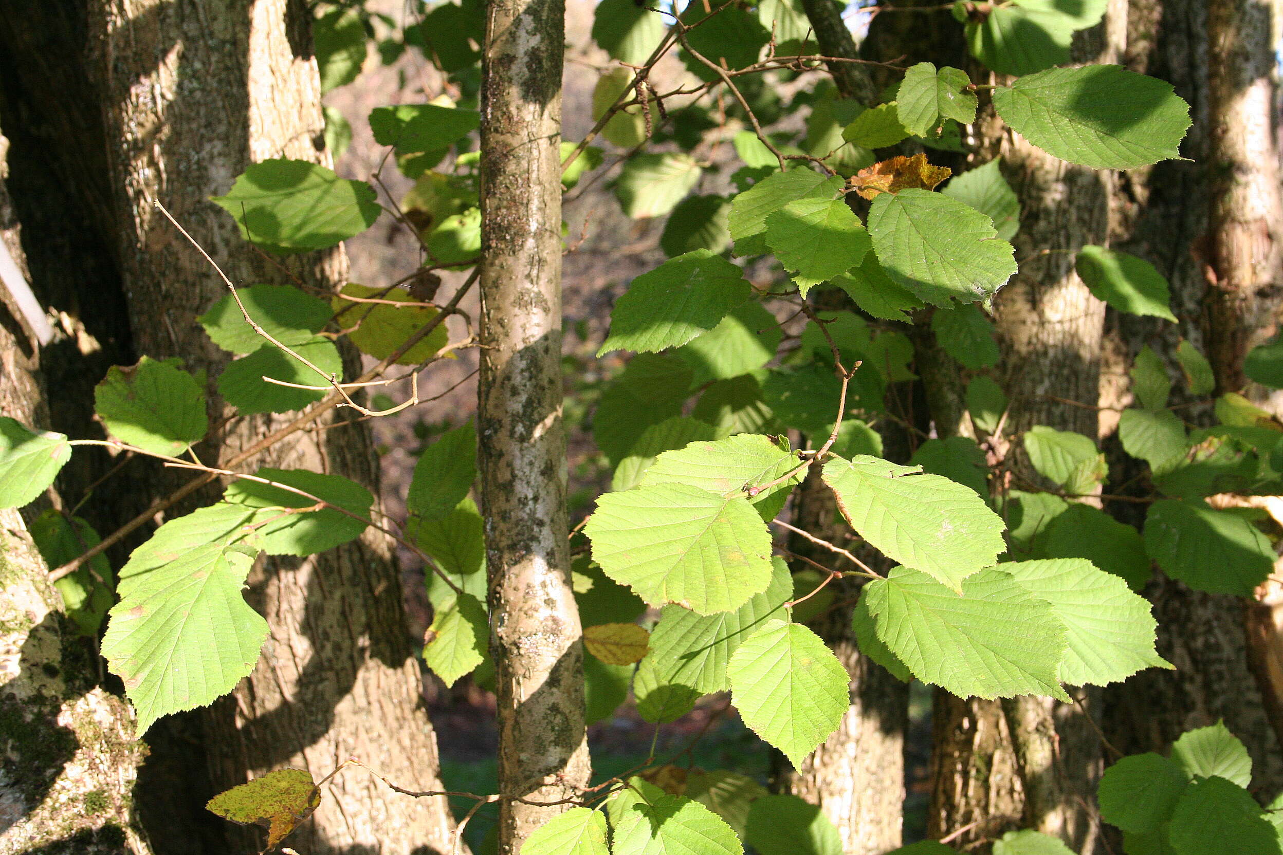 Image of Chinese Hazlenut