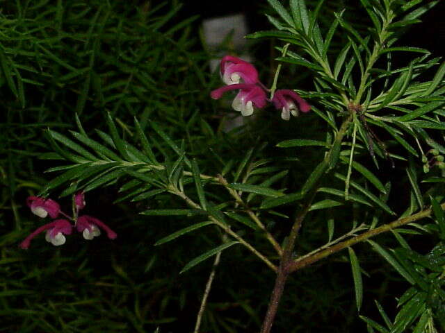 Image of Grevillea rosmarinifolia A. Cunn.