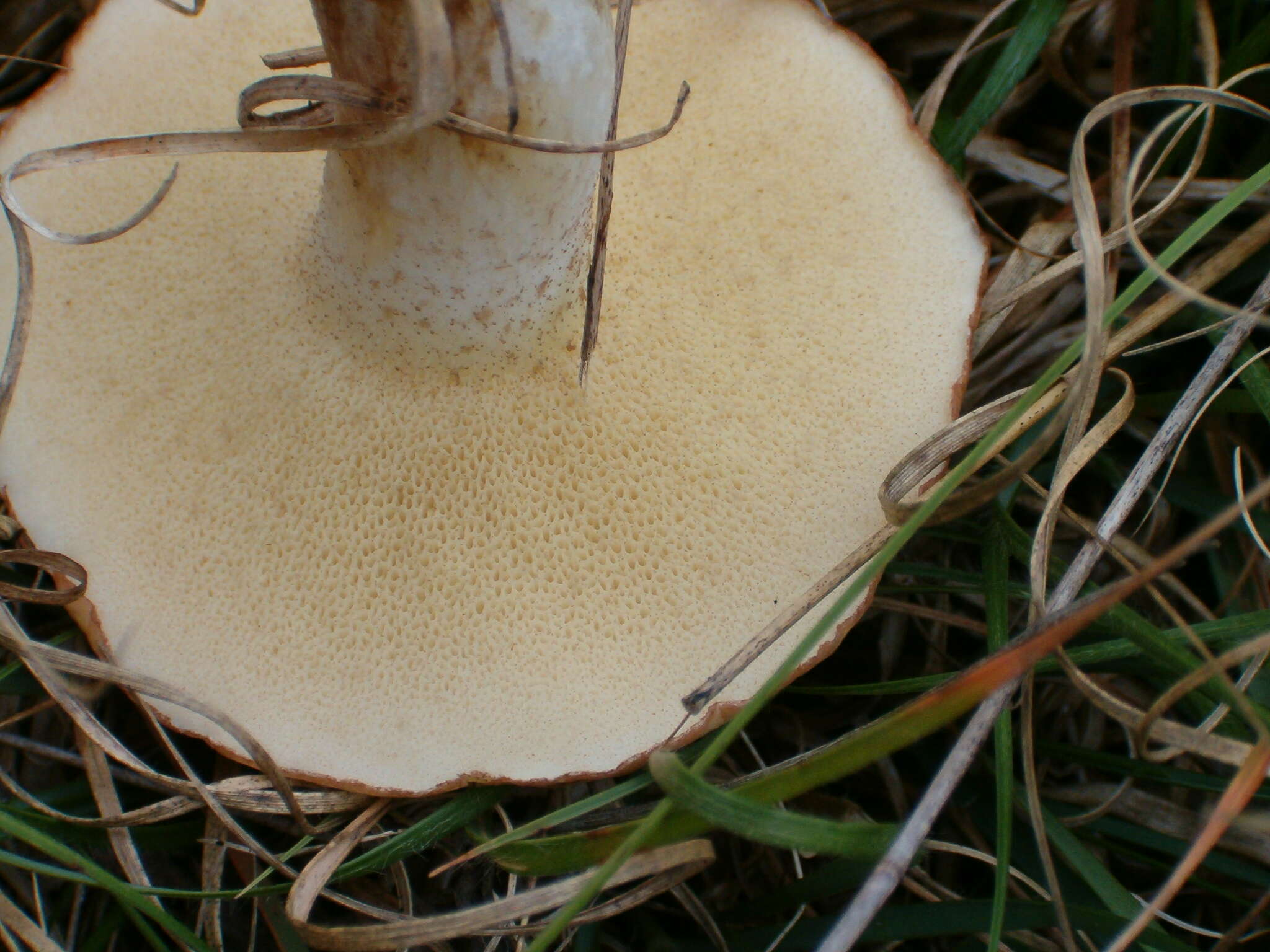 Image of Slippery white bolete