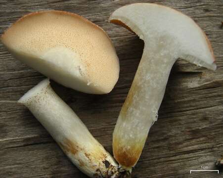 Image of Slippery white bolete