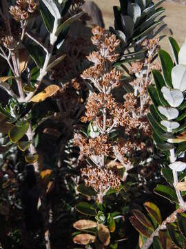 Image of Buddleja coriacea Remy