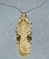 Image of Poison Hemlock Moth