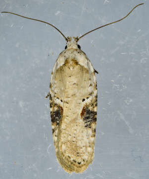 Image of Poison Hemlock Moth