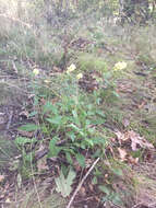 Image of white goldenrod