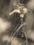 Image de Argyrodes elevatus Taczanowski 1873