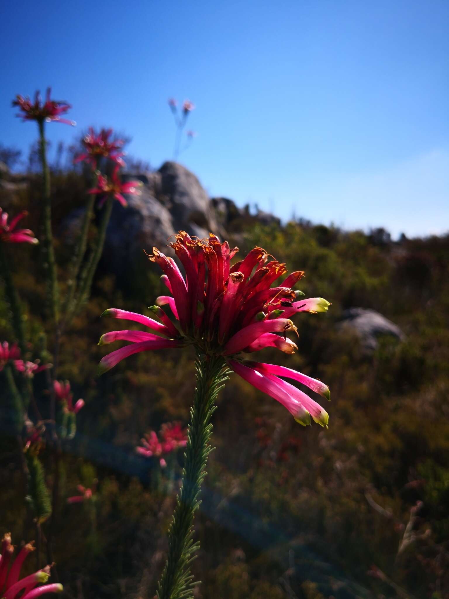 Plancia ëd Erica fascicularis L. fil.